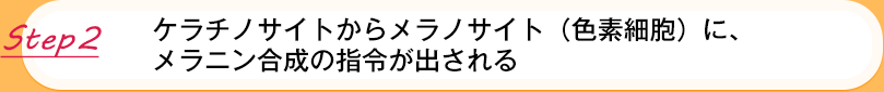 【Step2】ケラチノサイトからメラノサイト（色素細胞）に、 メラニン合成の指令が出される