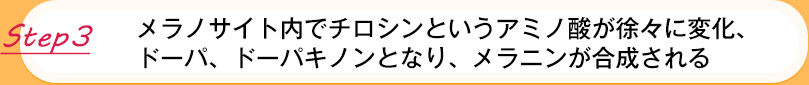 【Step3】メラノサイト内でチロシンというアミノ酸が徐々に変化、ドーパ、ドーパキノンとなり、メラニンが合成される 