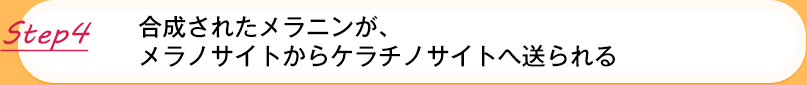 【Step4】合成されたメラニンが、 メラノサイトからケラチノサイトへ送られる 